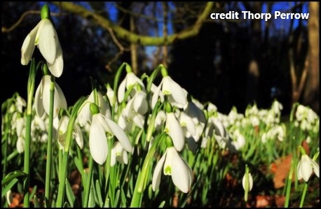 Thorp Perrow Snowdrops & Ripon